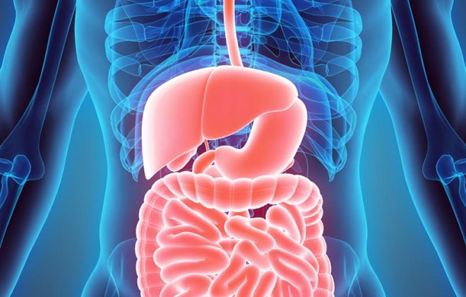 Gastrointestinal Health: The Best Practices for Good Digestion